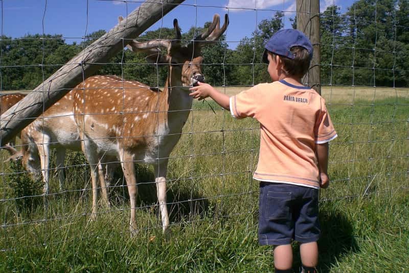 a boy feeding animals at the zoo