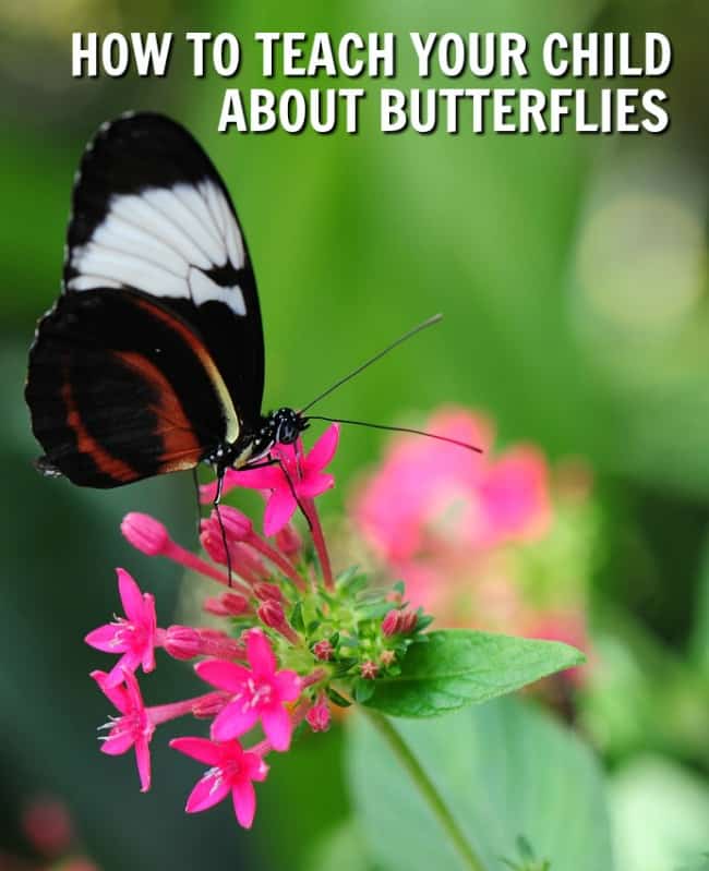 Have you ever wondered how to teach your child about butterflies? 