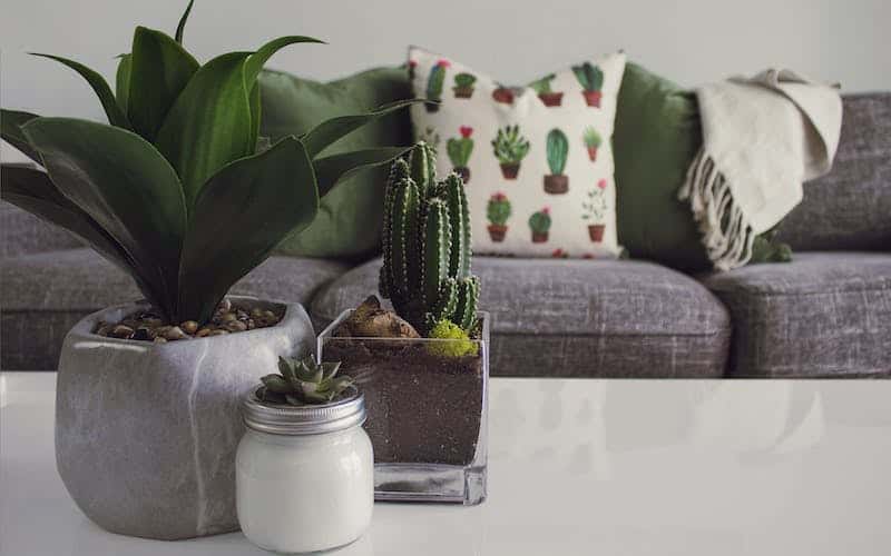houseplants on a white table near a couch