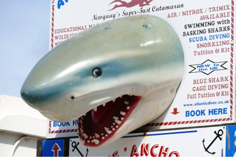 a fake shark on a beach sign