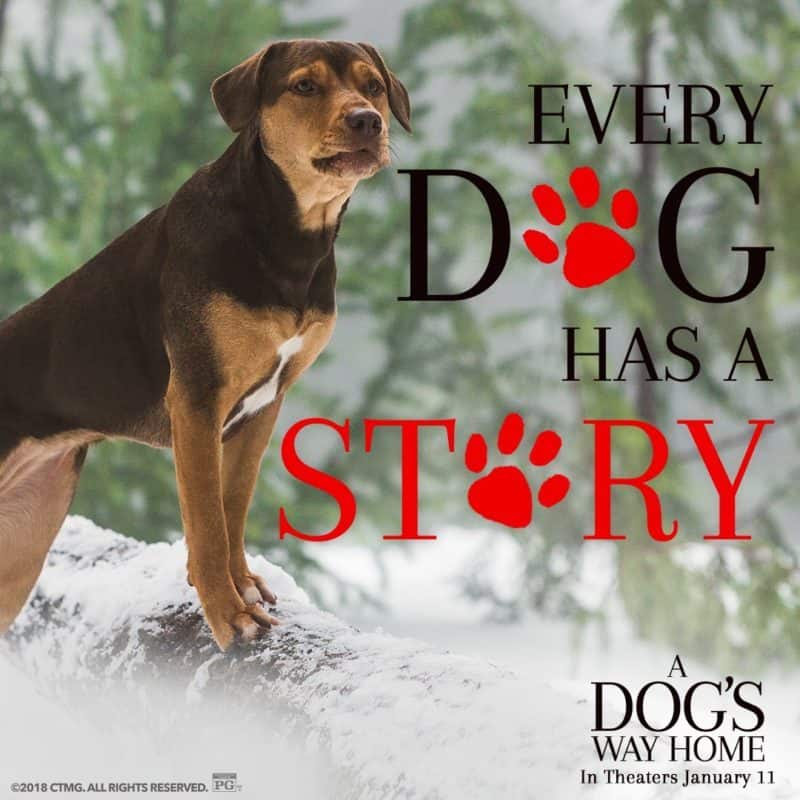 A Dog's Way Home in Theaters on January 11