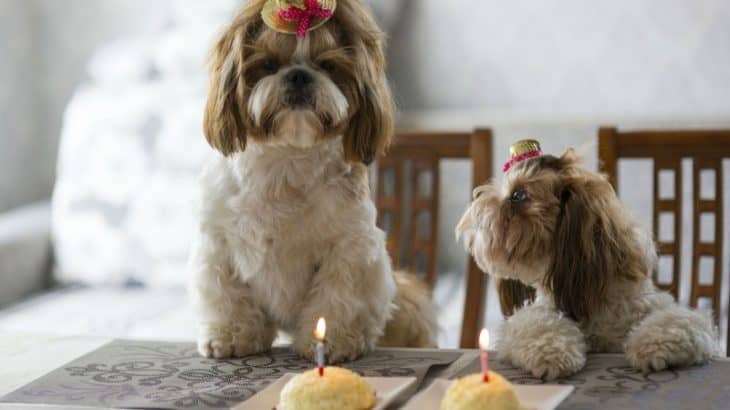 Two adorable dogs with puppy cakes