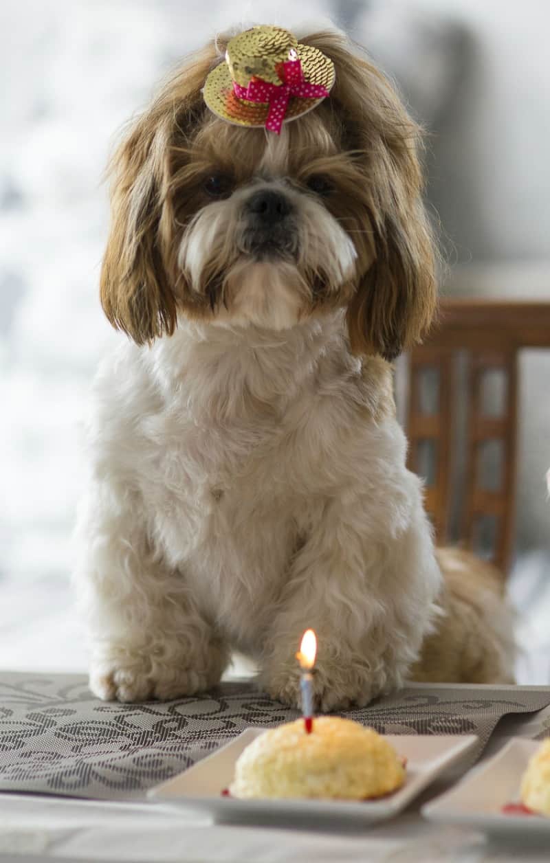 How do you throw a puppy birthday party? Check out these fun puppy party ideas and get a pupcake recipe for your pet to enjoy. 