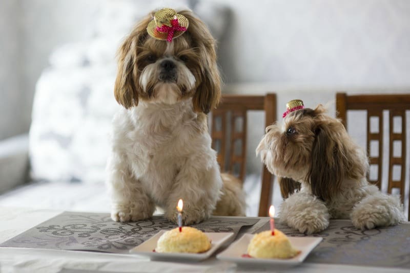 How do you throw a puppy birthday party? Check out these fun puppy party ideas and get a pupcake recipe for your pet to enjoy. 