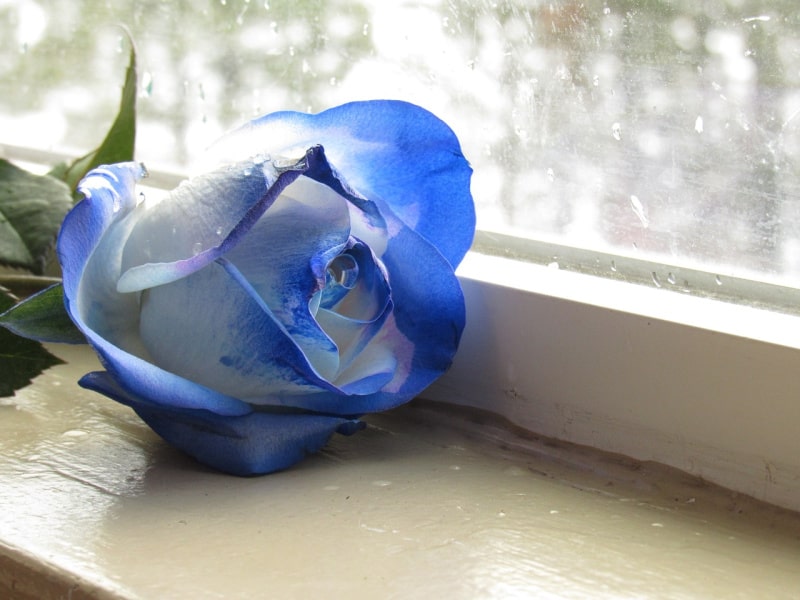 a rose dyed blue with food coloring