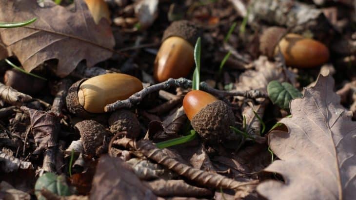 acorns and leaves laying on the ground