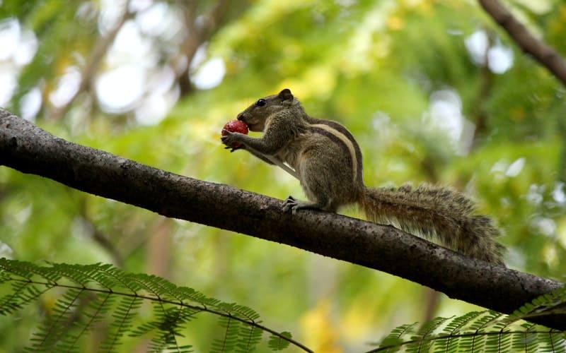 a chipmunk eating an acorn on a branch
