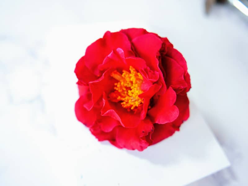 a red flower on a white paper
