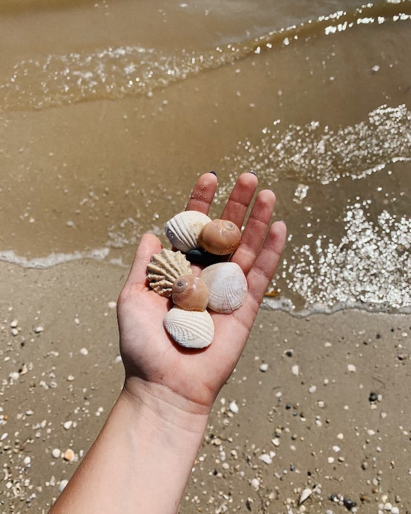 a close up of seashells in a person's hand