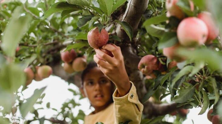 apple picking