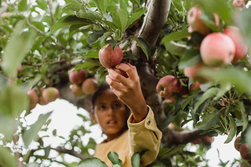 apple picking