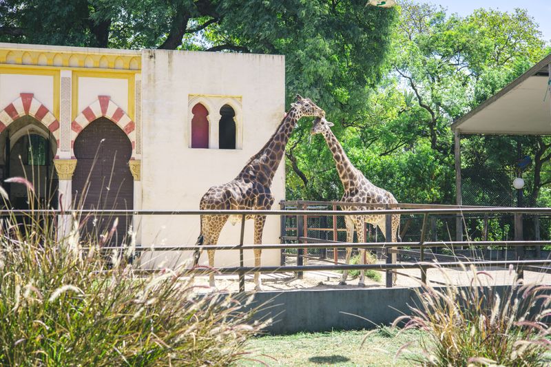 zoo giraffes